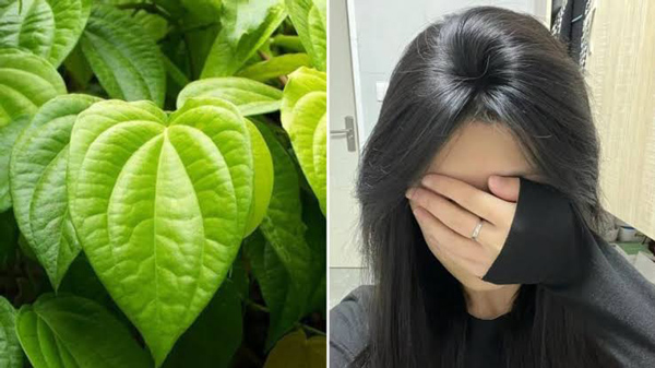 Cách trị rụng tóc bằng lá trầu không