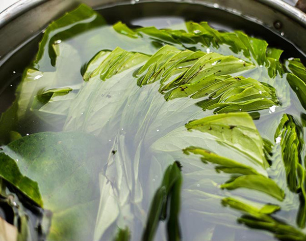 Trị rụng tóc bằng lá trầu không hiệu quả