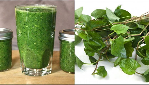 Cách trị mụn bằng rau diếp cá