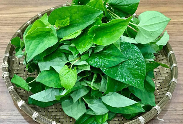 Cách trị mụn đơn giản bằng rau diếp cá