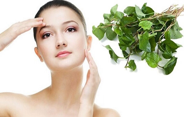 Cách trị mụn đơn giản bằng rau diếp cá