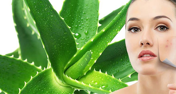 Cách trị mụn bằng nha đam