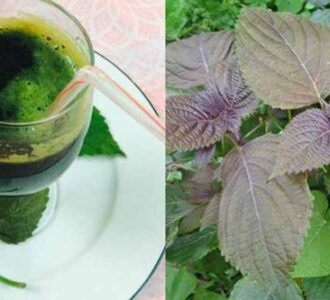 Cách trị nám da bằng lá tía tô