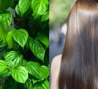 Phương pháp trị rụng tóc bằng lá trầu không