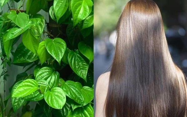 Cách trị rụng tóc bằng trầu không